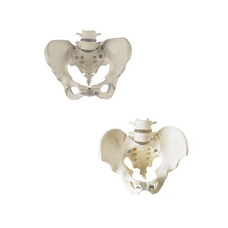Anatomical Model, Male & Female Pelvis Set -  DENOYER-GEPPERT, SV610